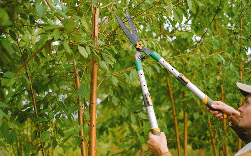 Tree trimming in Princeton, ID